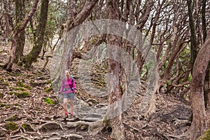 Trekker in the forest on the way to Annapurna base camp, Nepal