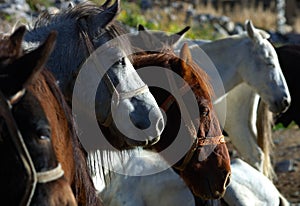 Trekker horses