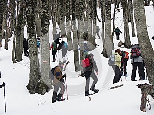 Snowshoes forest