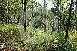 Trekker trail, ChiangDao, northern Thailand