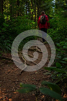 Trekking activity in forest tree roots beautiful wood land nature vertical photography and man person on background in red jacket