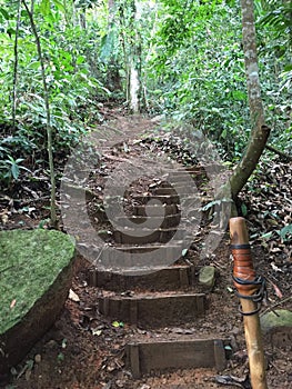 Trekking in Cerro Danta, Heredia, Costa Rica. Green vegetation growing wildly photo