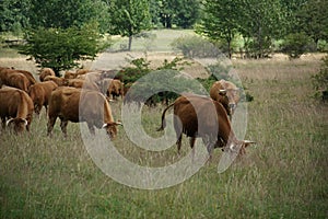 Cows, Trekking, Polish Mountains, June 2024 photo
