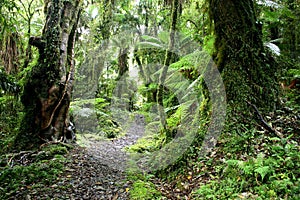 Trekking in Green paradise