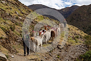 Trekking with llamas on the route from Lares in the Andes