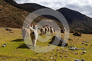 Trekking with llamas on the route from Lares in the Andes photo