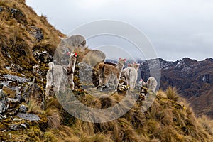 Trekking with llamas on the route from Lares in the Andes photo