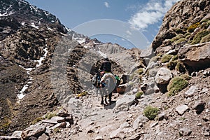 Trekking with a mules in Toubkal, in the Moroccan High Atlas Mountains.