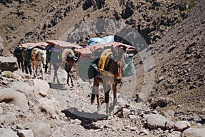 Trekking with a mules in Toubkal, in the Moroccan High Atlas Mountains.