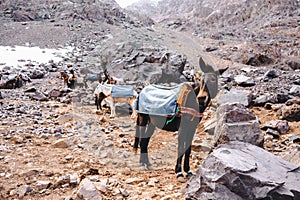 Trekking with a mules in Toubkal, in the Moroccan High Atlas Mountains.