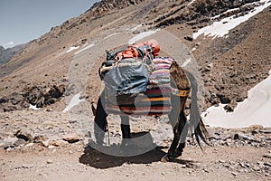 Trekking with a mules in Toubkal, in the Moroccan High Atlas Mountains.