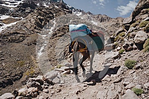 Trekking with a mules in Toubkal, in the Moroccan High Atlas Mountains.