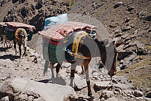 Trekking with a mules in Toubkal, in the Moroccan High Atlas Mountains.