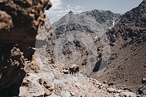 Trekking with a mules in Toubkal, in the Moroccan High Atlas Mountains.