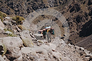 Trekking with a mules in Toubkal, in the Moroccan High Atlas Mountains.