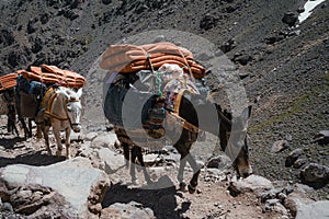 Trekking with a mules in Toubkal, in the Moroccan High Atlas Mountains.