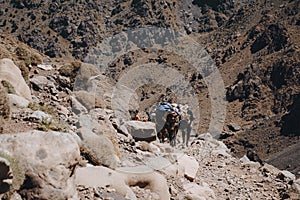 Trekking with a mules in Toubkal, in the Moroccan High Atlas Mountains.