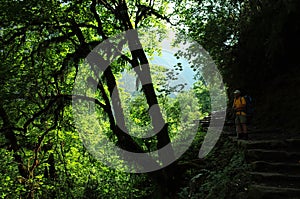 Trekking in Nepal Himalayas. Hiker in green forest, Lower part of Everest trek