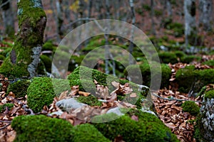 Trekking Parco Nazionale D'Abruzzo photo