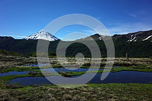 Trekking in Patagonia, Man hiker walking on grassy meadow wetland along Villarrica traverse hiking trail in Villarrica