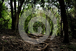 Trekking path and large root of trees in the forest