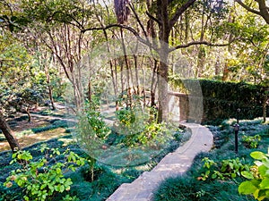 Trekking path among trees and plants in baijnath india