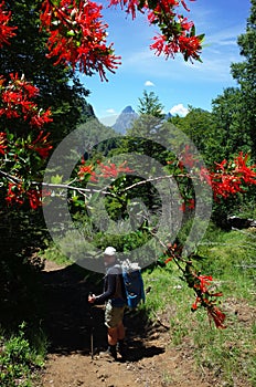 Trekking in South America, Man with backpack on hiking trail in forest with lush red flowers on foreground