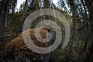 Trekking Taiga forest in Siberia, Russia with instructor