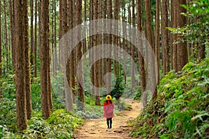 Trekking in tall cypress forest in Japan