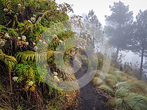 Trekking trail of Acatenango volcano ,Guatemala