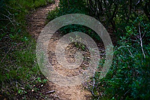 Trekking trail in the mediterranean bush photo