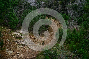 Trekking trail in the mediterranean bush. photo