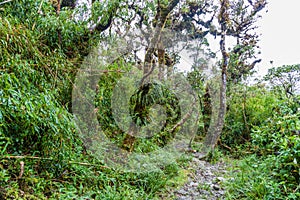 Trekking trail in National Park Podocarpus