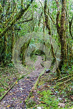 Trekking trail in National Park Podocarpus