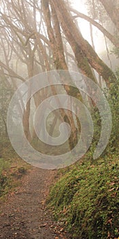 Trekking trail in a rhododendron rain forest