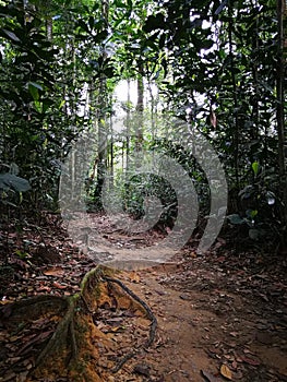 Trekking trail to tropical jungle