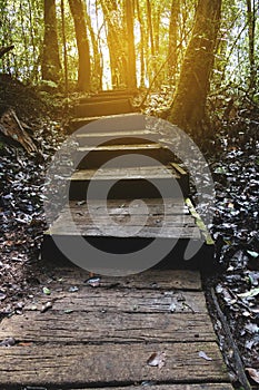 trekking trail in tropical rain jungle forest