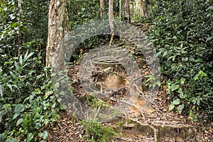 A trekking trail up a tropical jungle