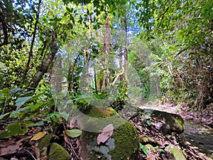 Trekking up to the mountainous in Tambunan, Sabah.