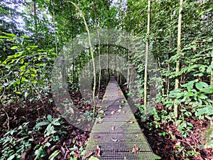 Trekking walkway in Danum Valley Jungle in Lahad Datu