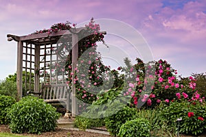 Trellis Blooming Pink Roses Garden Landscape