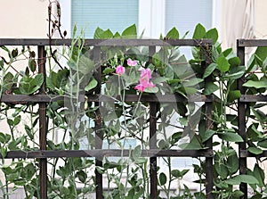 Trellis with creepers used as a visual barrier in a garden