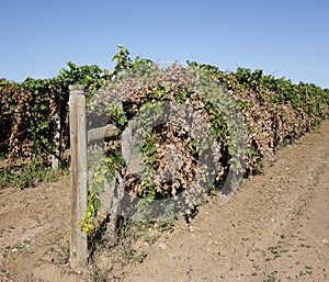 A Trellis-Dried Row Of Vines.