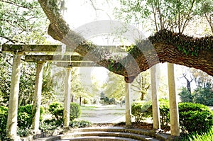 Trellis and live oak trees in Airlie Gardens , Wilmington North Carolina