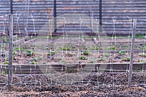 The trellis net is stretched on the garden bed in the spring before planting