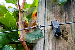 Trellis post, wire and clip in vineyard