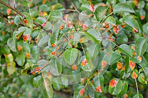 Trellis rust of pear on green leaves