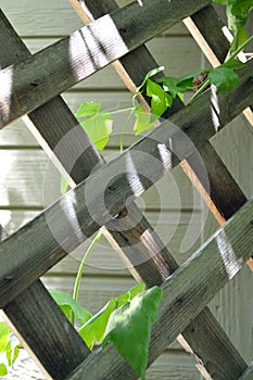 Trellis with vine - image of lines and shadows