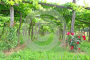 Trellis Vineyard