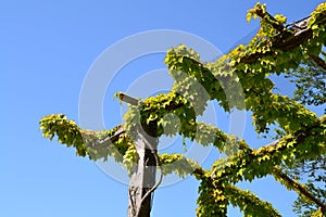 Trellis with wine